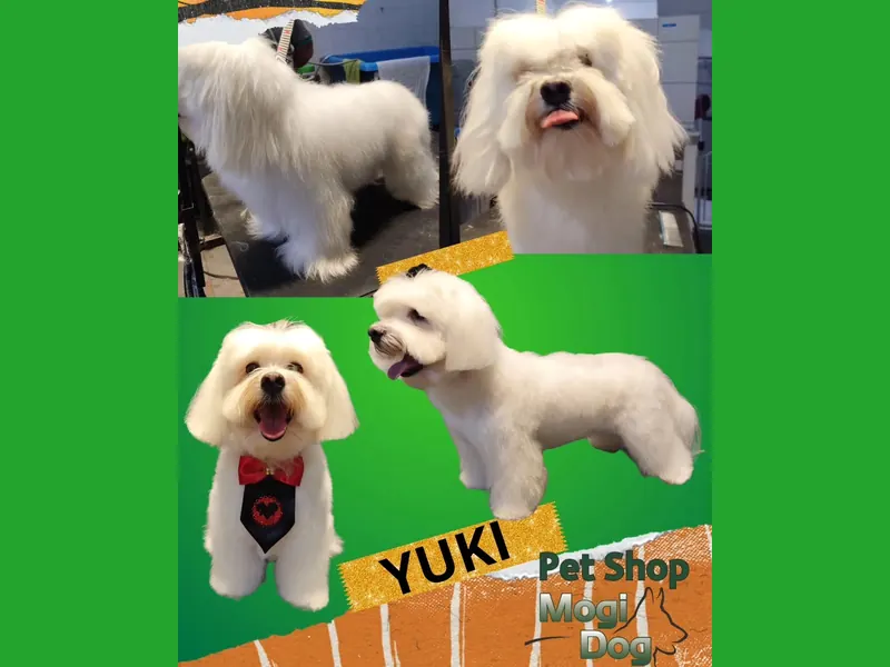 Montagem de antes e depois do cão Yuki, de pelagem branca: antes com pelo longo e, depois, tosado com gravata vermelha