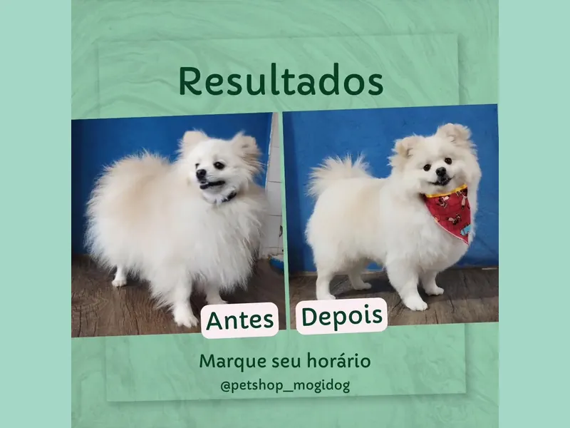 Antes e depois da tosa de um cão de pelagem branca e volumosa; no depois, ele usa uma bandana vermelha