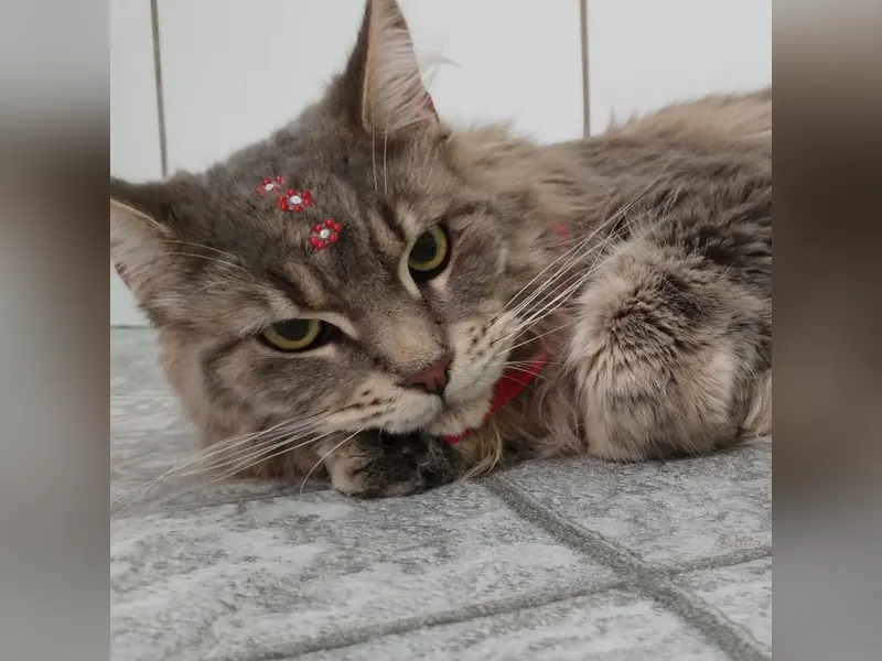 Gato rajado cinza de pelo longo deitado, com enfeites vermelhos na cabeça e coleira vermelha
