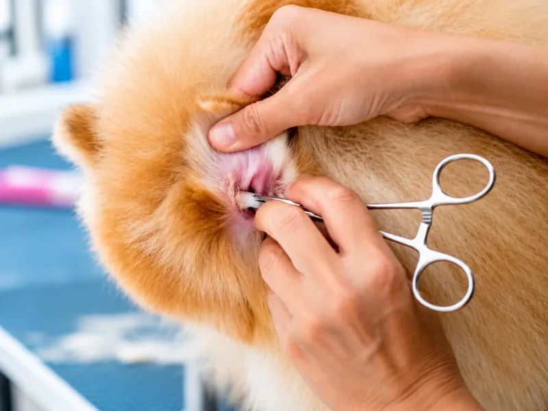 Limpeza da orelha de um cão de pelo alaranjado com pinça e algodão